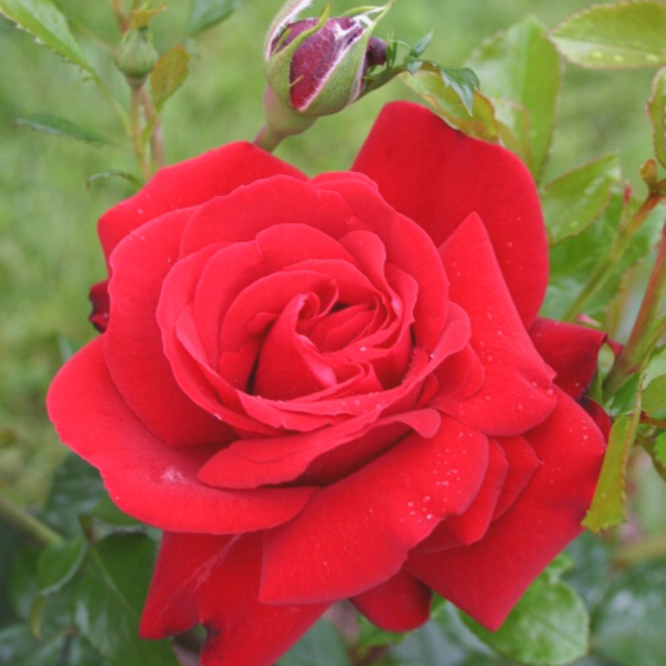 Evertree mit Jungbaum