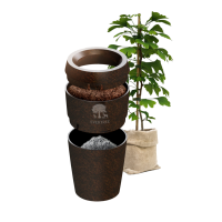 Evertree mit Baumsamen Evertree mit Baumsamen