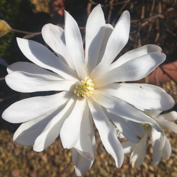 Holzurne Luna mit Jungpflanze