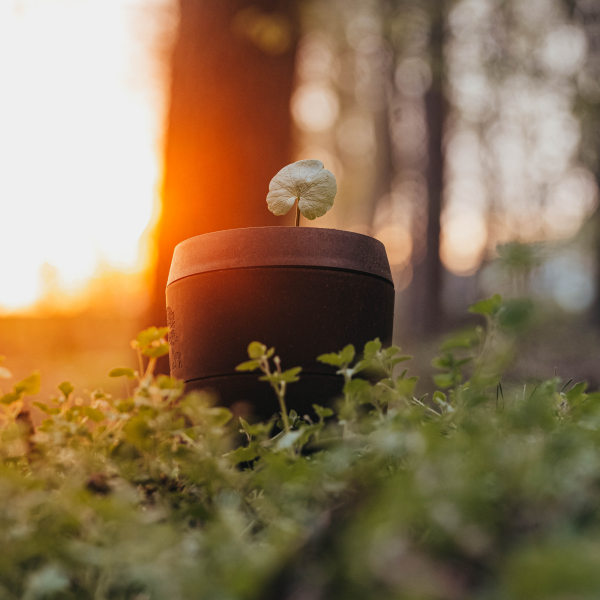 EVERTREE-Urne inkl. Erde und Samen