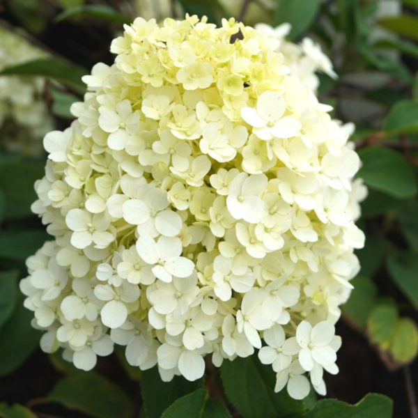 Holzurne Luna mit Jungpflanze