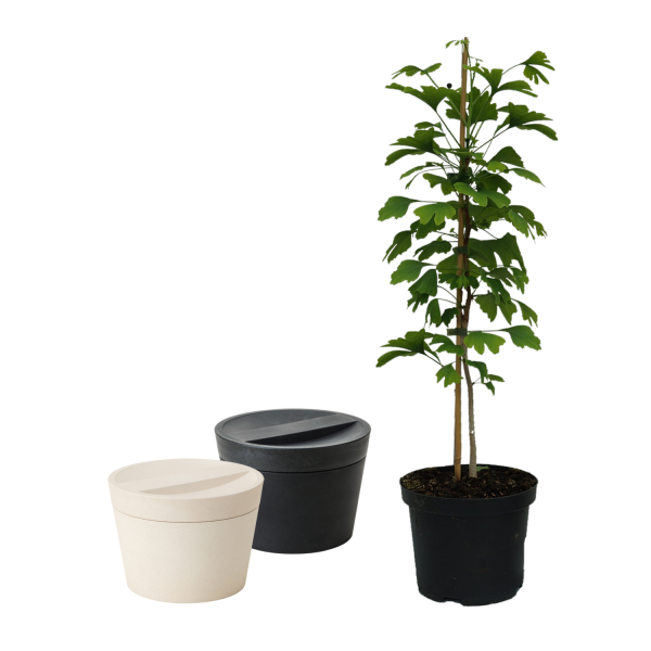 Natururne Riite mit Jungpflanze