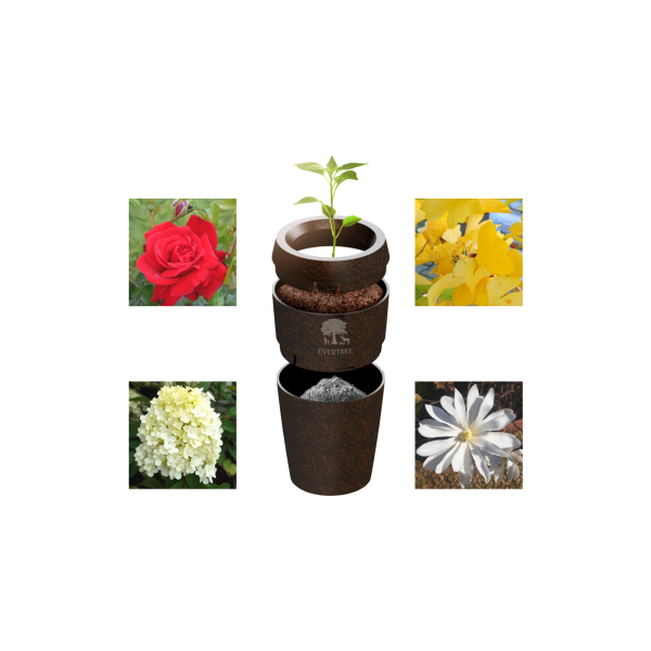 Evertree mit Jungbaum