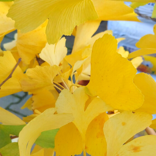 Evertree mit Jungbaum